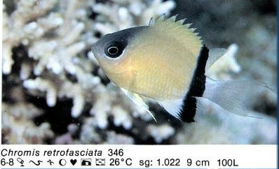 Chromis retrofasciata
